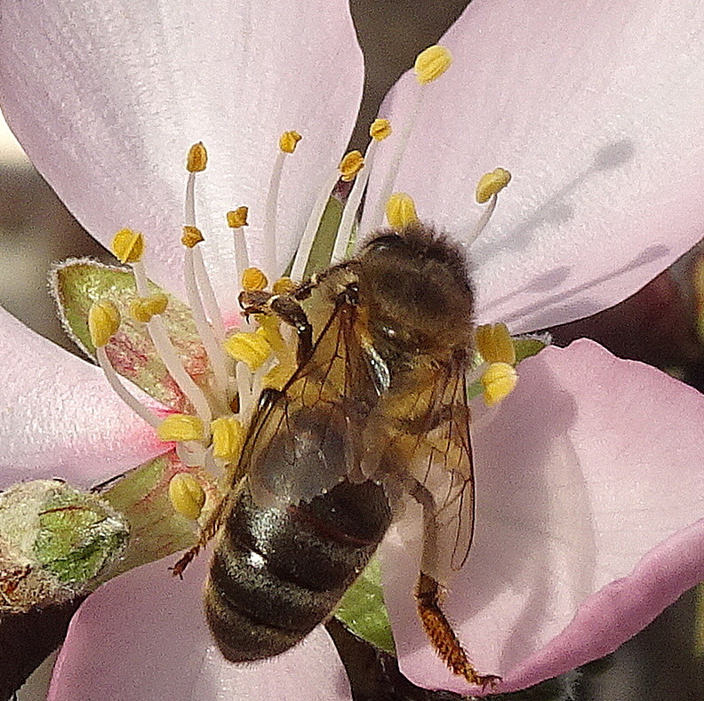 Biene in Mandelblüte