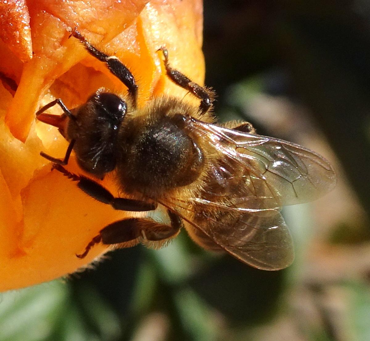 Biene auf Mispel