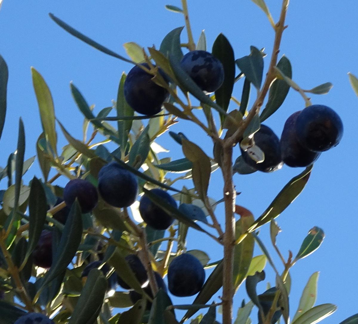 Olive auf Blau