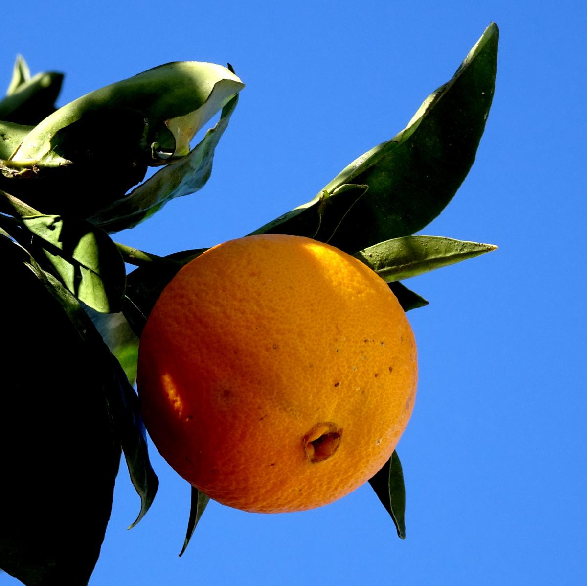 Orange auf Blau