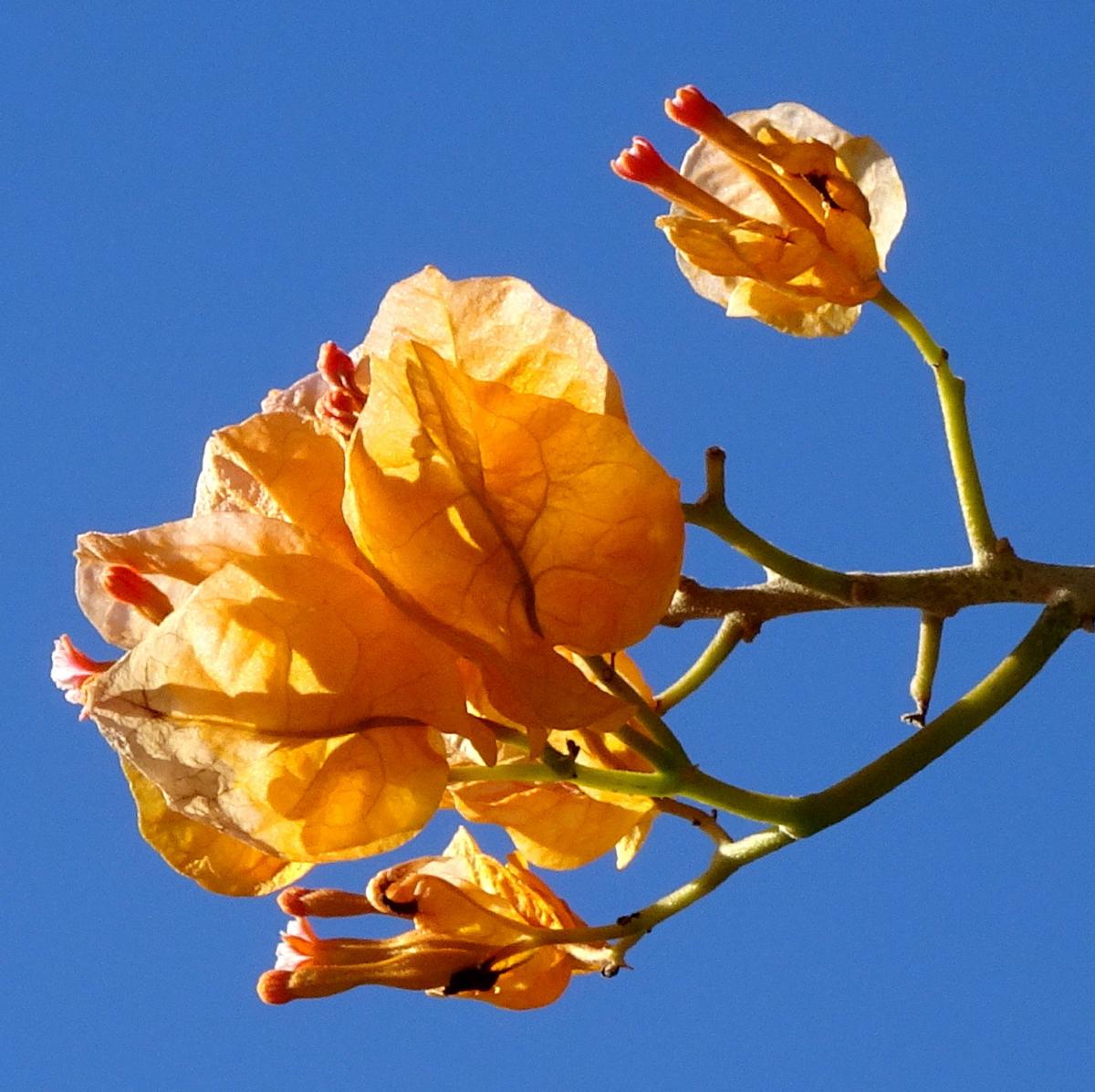 Orange auf Blau