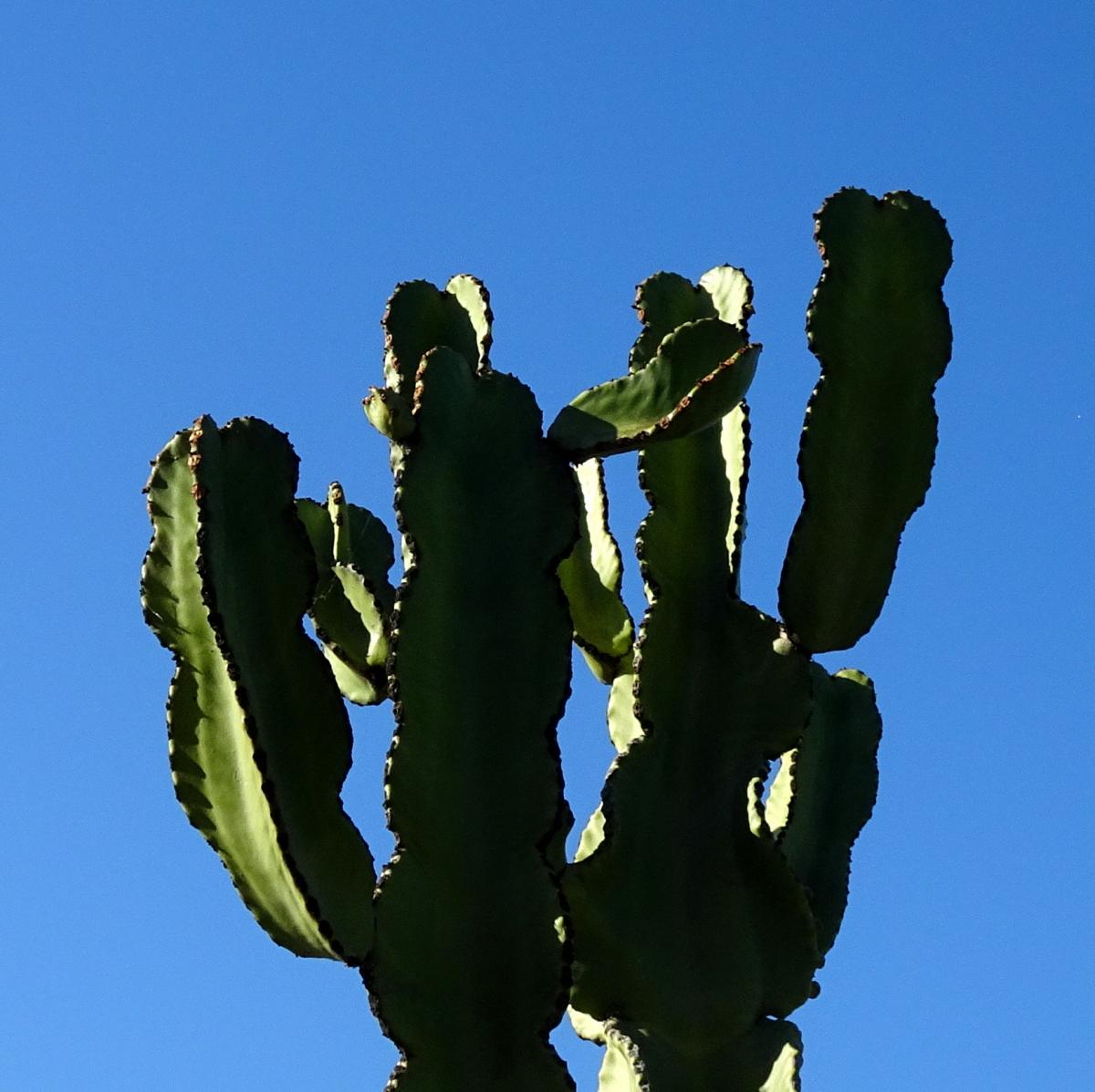 Kaktus auf Blau