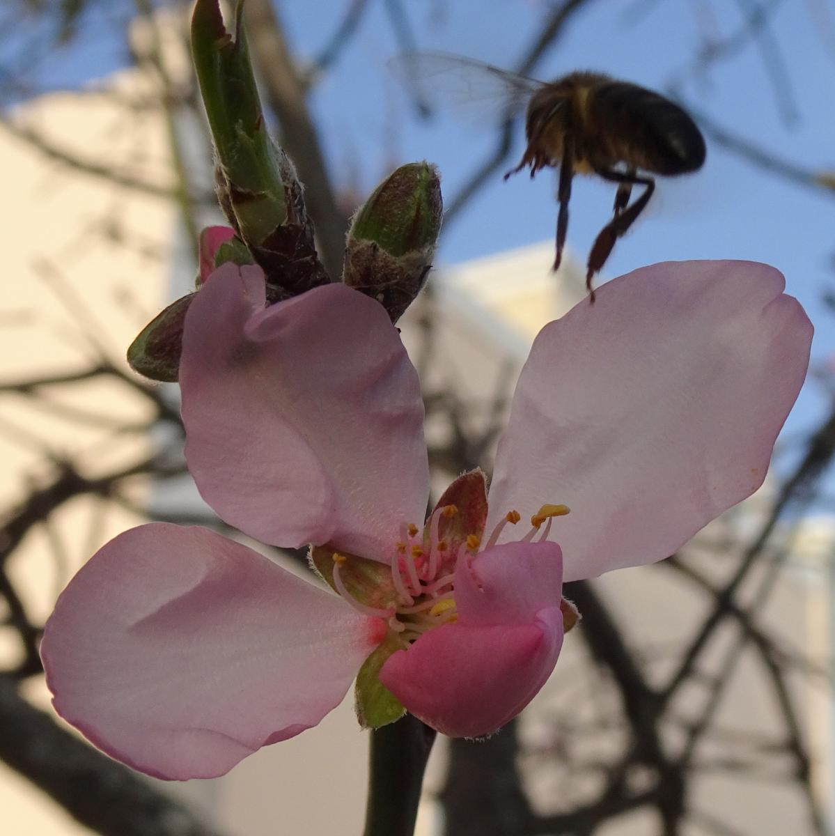 Biene im Anflug auf Mandelblüte